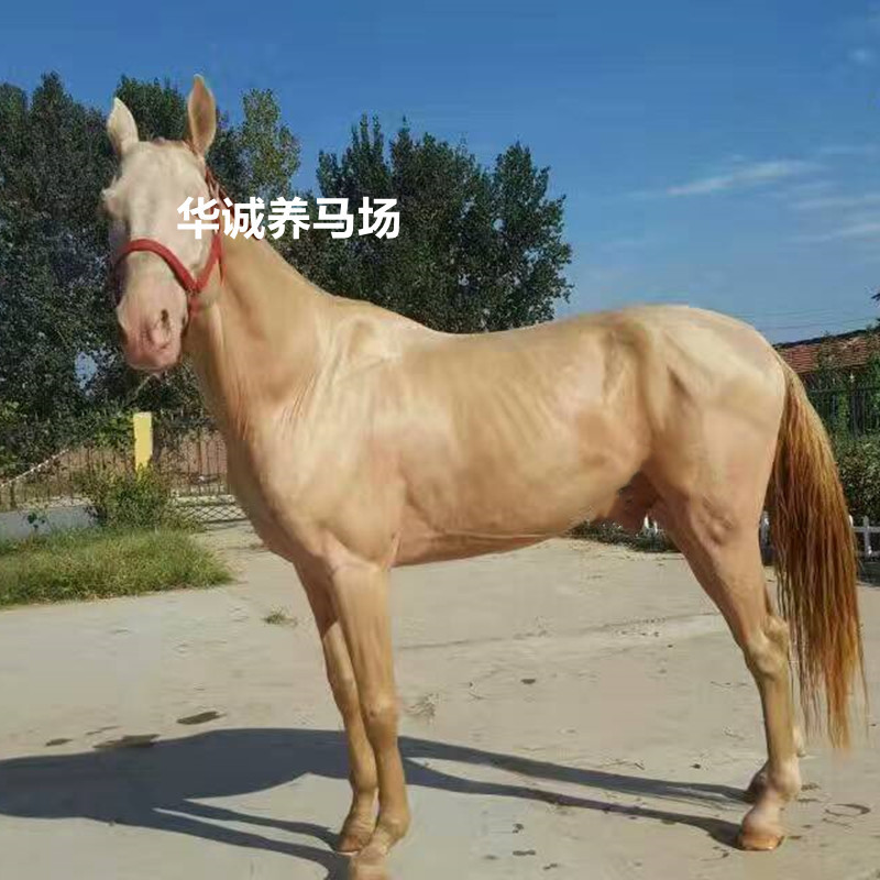 活马马胎盘哪里有卖的养殖场供应小矮马宠物矮脚马高头大马蒙古马
