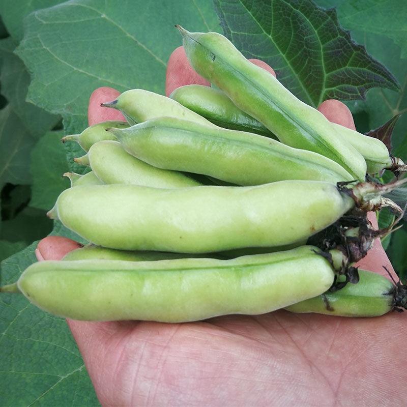 蚕豆云南新鲜毛豆青带壳蔬菜类罗汉豆兰花胡豆佛南豆竖豌豆蔬菜