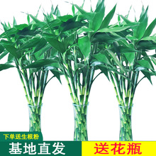 批发富贵竹水培植物水养客厅节节高绿植观音竹子盆栽花卉室内