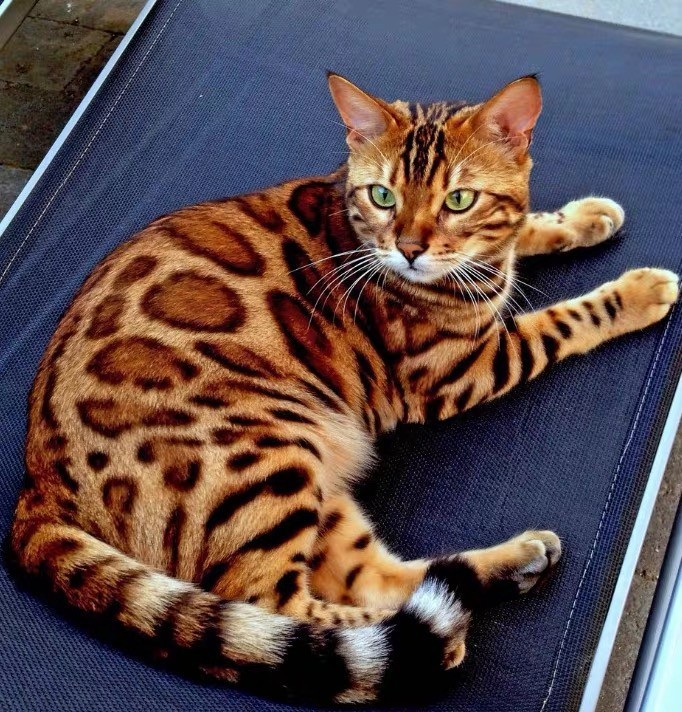 豹猫纯种孟加拉猫黄金豹猫活体家养宠物豹猫幼猫活体仔崽加菲猫咪