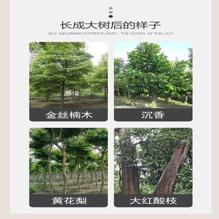 名贵树木奇楠沉香树大红酸枝树金丝楠木树海南黄花梨树小叶紫檀树