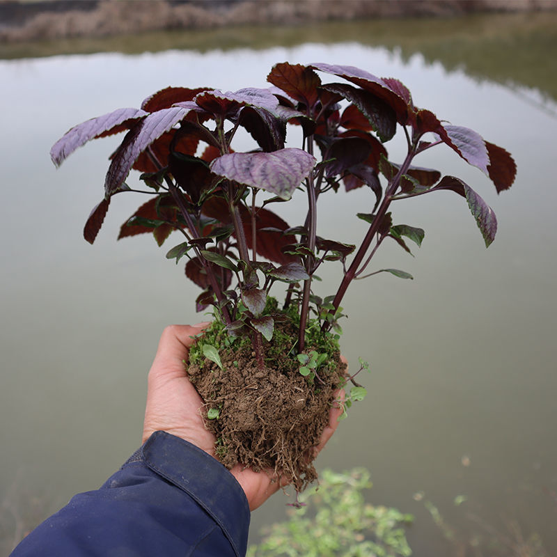 10棵湖南紫苏苗正宗本地双面紫色紫苏叶种苗大叶香子苏新鲜可食用