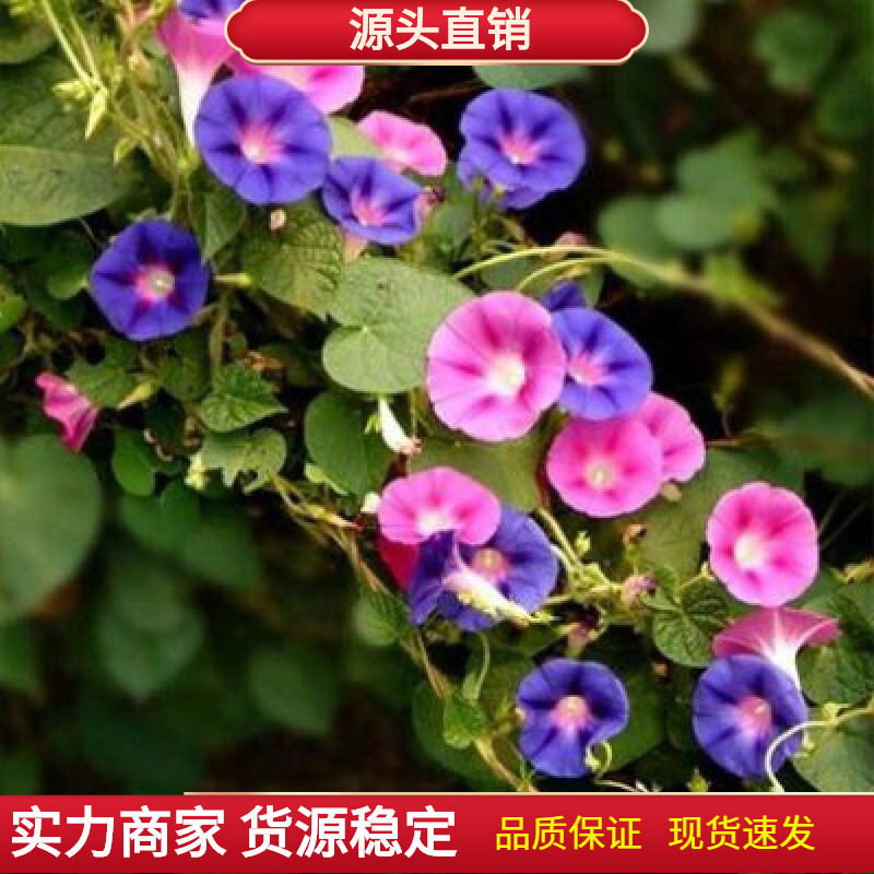 矮牵牛花种子重瓣爬藤太阳花日本朝颜工程园林庭院四季盆栽花籽