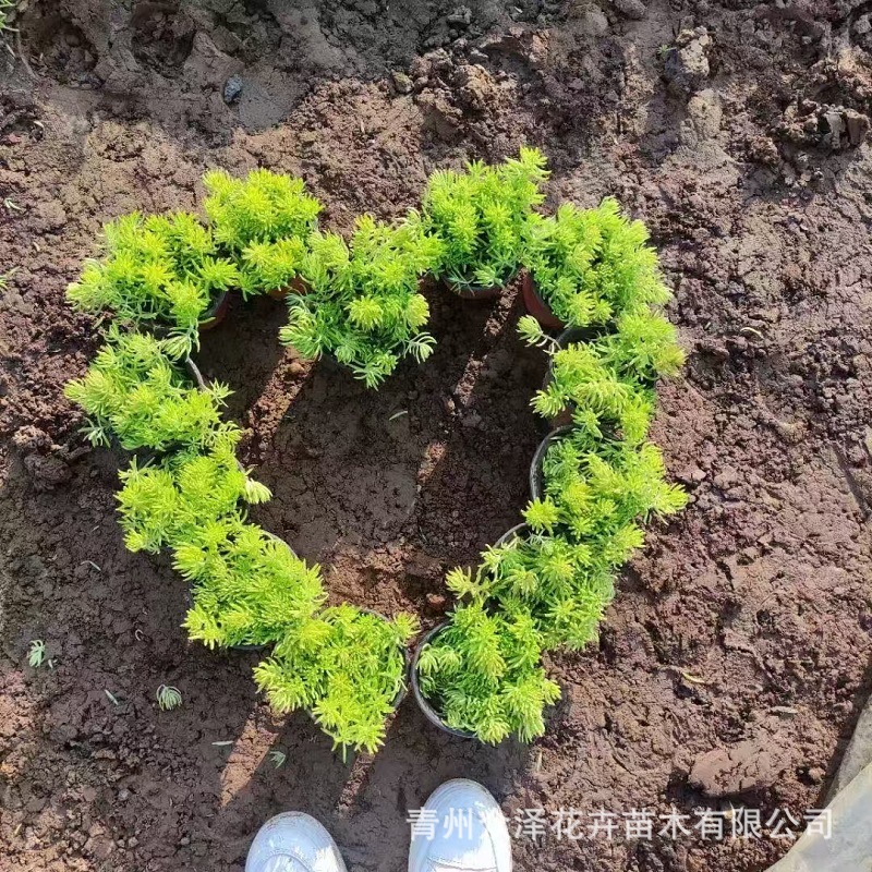 佛甲草营养钵种植40CM方盘佛甲草绿化工程用庭院绿化