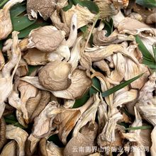 云南特产特级平菇姬菇平菇条一件批发 现货批发羊肚菌美味牛肝菌
