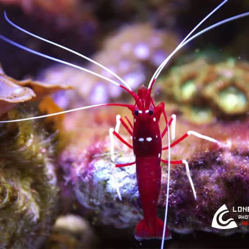 海水虾 机械虾 美人虾 医生虾 清洁虾火焰虾小丑虾海水生物