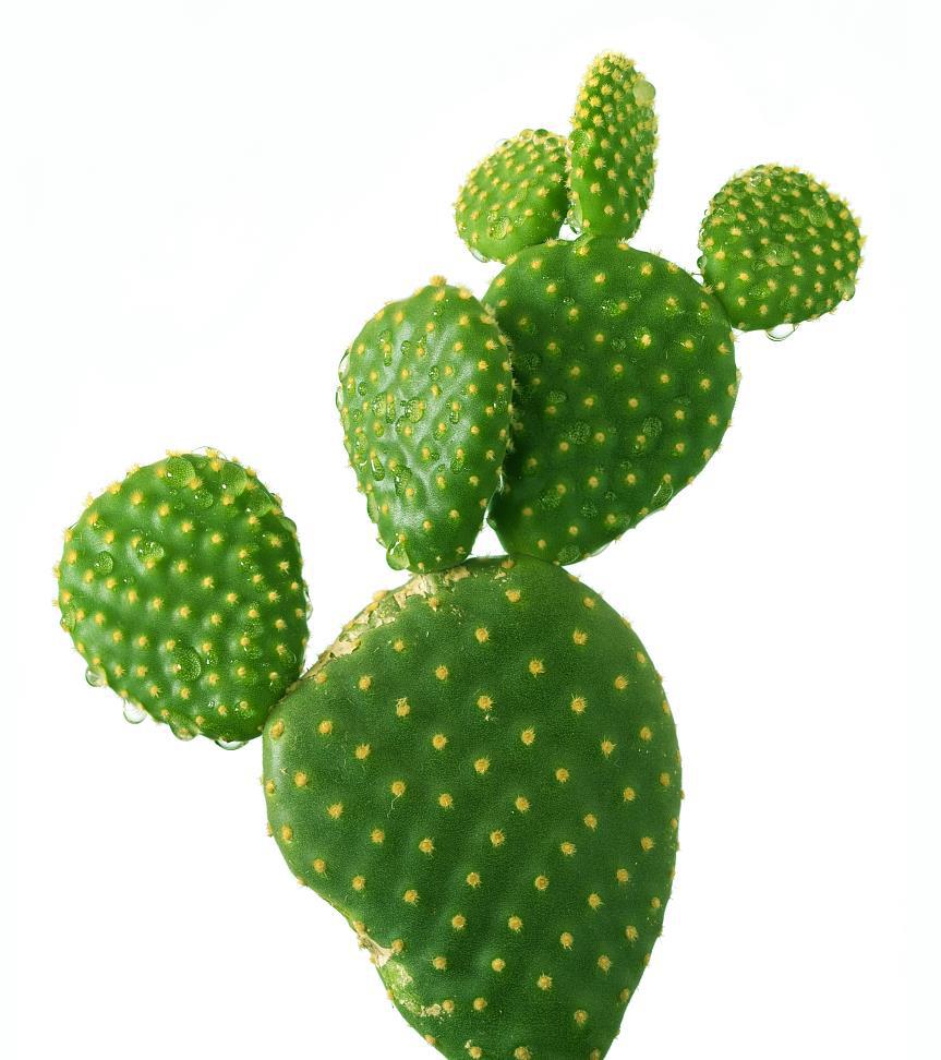 仙人掌黄酮40% 仙人掌提取物 仙人掌多糖 1kg起售 cactus extract