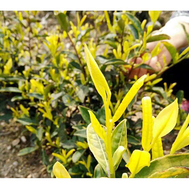 半斤装250克安吉黄金茶 批发安吉白茶黄金芽黄金叶茶 量大从优