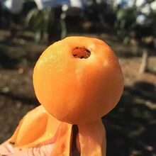 云南长红3号枇杷1/3/5斤优惠装新鲜现摘现发水果长红3枇杷水果