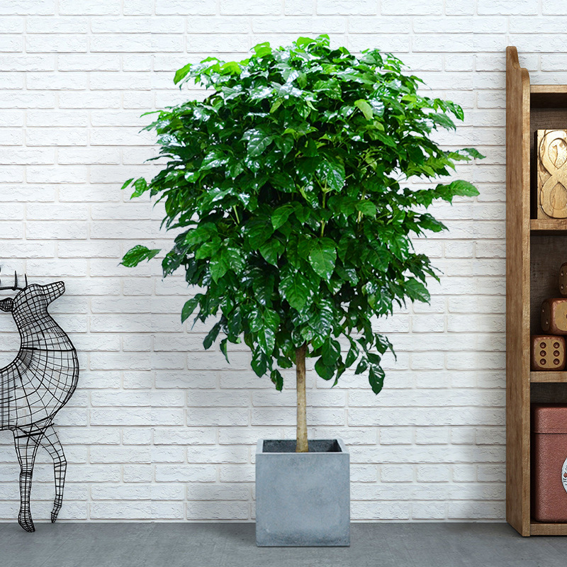 客厅平安发财树