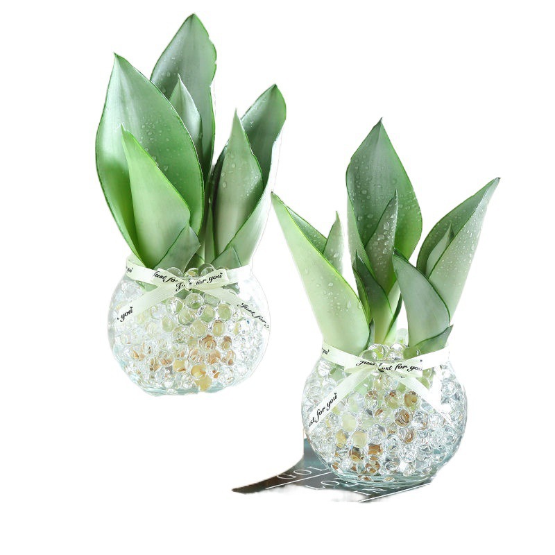 白玉兰水培植物盆栽虎皮兰室内绿植花卉客厅办公室除甲醛花