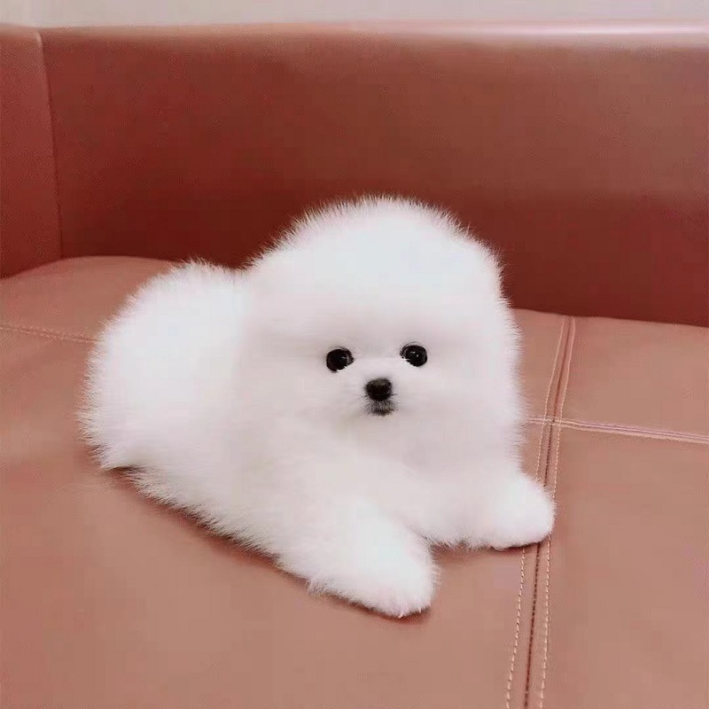 纯种博美宠物幼犬活体长不大小型博美犬黄白色幼崽茶杯犬宠物狗狗