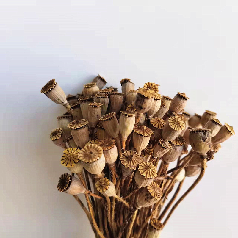 云南干花车轮果永生花虞美人喷金喷银相思豆小米果僵尸果软装花材