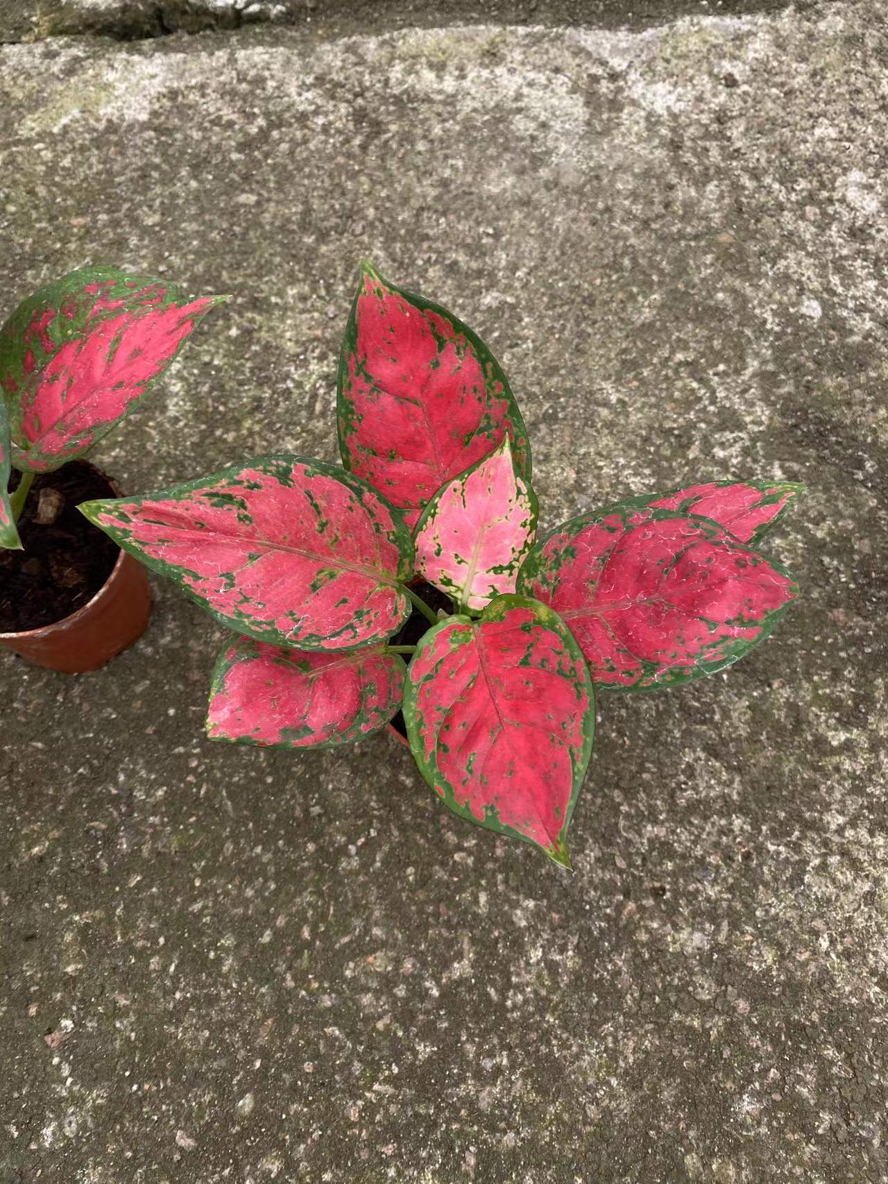 【基地直批】 90#红颜 室内净化空气花卉观叶植物 粗肋草盆栽