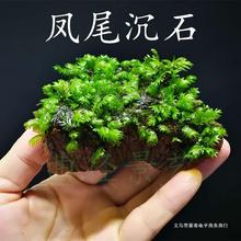 凤尾石凤尾木莫斯水草沉石沉木鱼缸造景懒人入缸成景无需二氧化碳