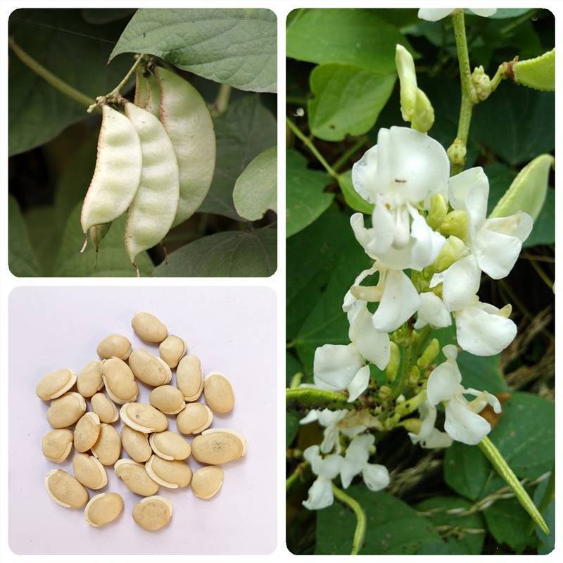 白扁豆种子早熟嫩绿蛾眉豆角架菜豆籽爬藤四川春夏季高产蔬菜种孑
