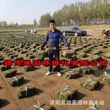 四季青草坪批发足球场耐践踏耐寒耐旱绿化工程草皮草坪基地