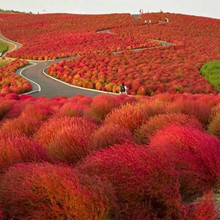 绿叶地肤种子园林景观绿化红叶地肤植物种子草花种子 扫帚草种子