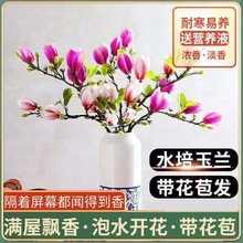 【遇水开花】带花苞水培玉兰花卉四季植物水养花室内客厅净化空气