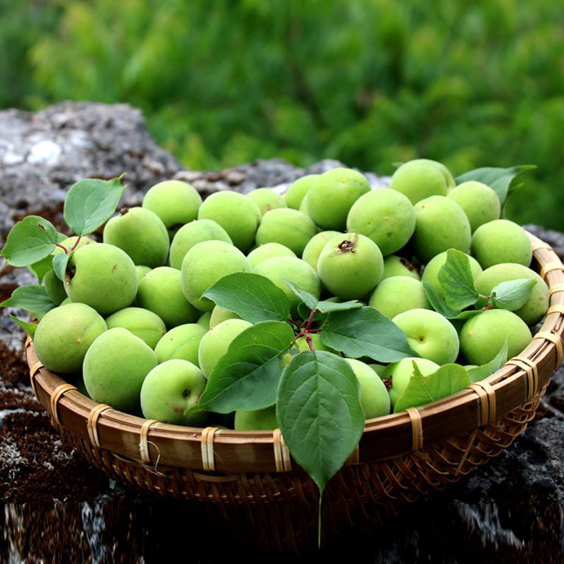 青梅果新鲜现摘深山梅子泡酒酸梅鲜果醋梅鲜果新鲜包邮-阿里巴巴