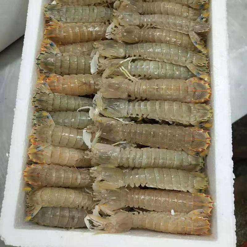 舟山海鲜冷冻皮皮虾冷冻虾家用蒸煮虾餐饮水产品批发厂家直供定制