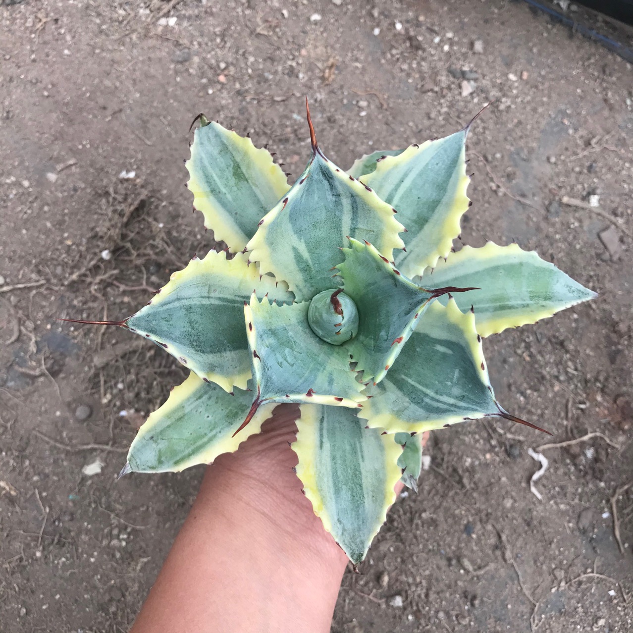 盆栽掌形多肉植物龙舌兰属龙舌兰科怒雷神仙人球仙人掌10-12cm