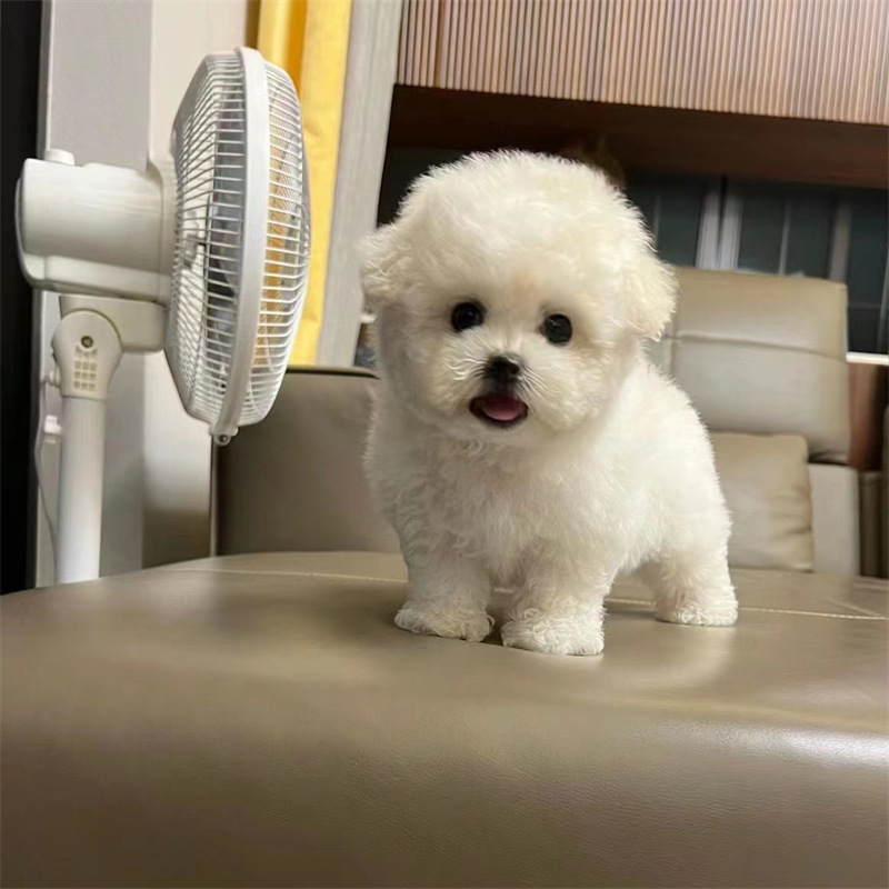 出售精品比熊犬卷毛小体型比熊幼犬可爱呆萌比熊犬不掉毛比熊宠物