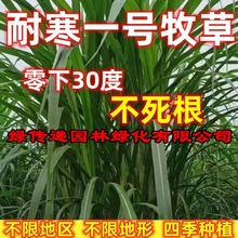 耐寒一号多年生牧草种子四季常青高产养殖牛羊鱼兔牧草畜牧草种籽