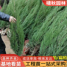 塔柏树苗扁柏松柏侧柏树苗圆柏松树宝塔松龙柏苗绿化苗四季常青绿