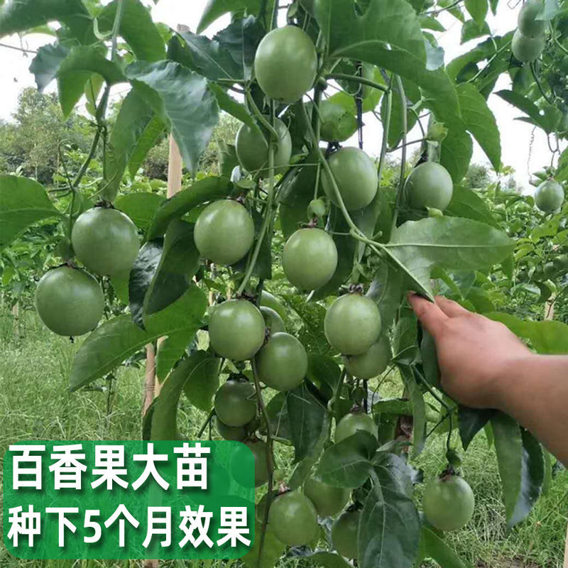 广西黄金百香果苗当年结果树果苗大盆栽阳台四季爬藤南方种植紫