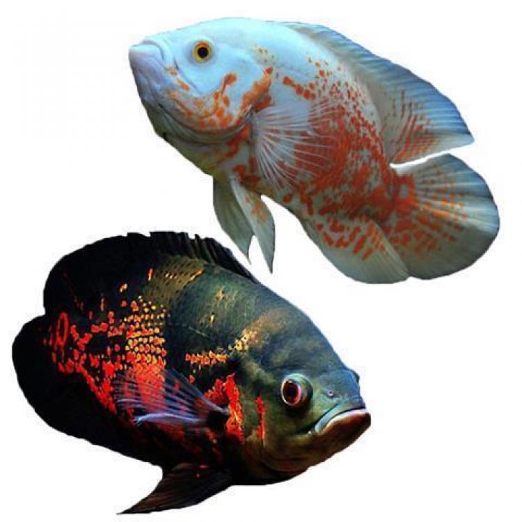 活体财神蓝宝石红宝石好养卵生罗汉鱼鱼羞羞水族宠物及园