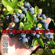 特大果优瑞卡蓝莓树苗盆栽苗奥尼尔蓝莓苗南方种植兔眼蓝莓苗北方
