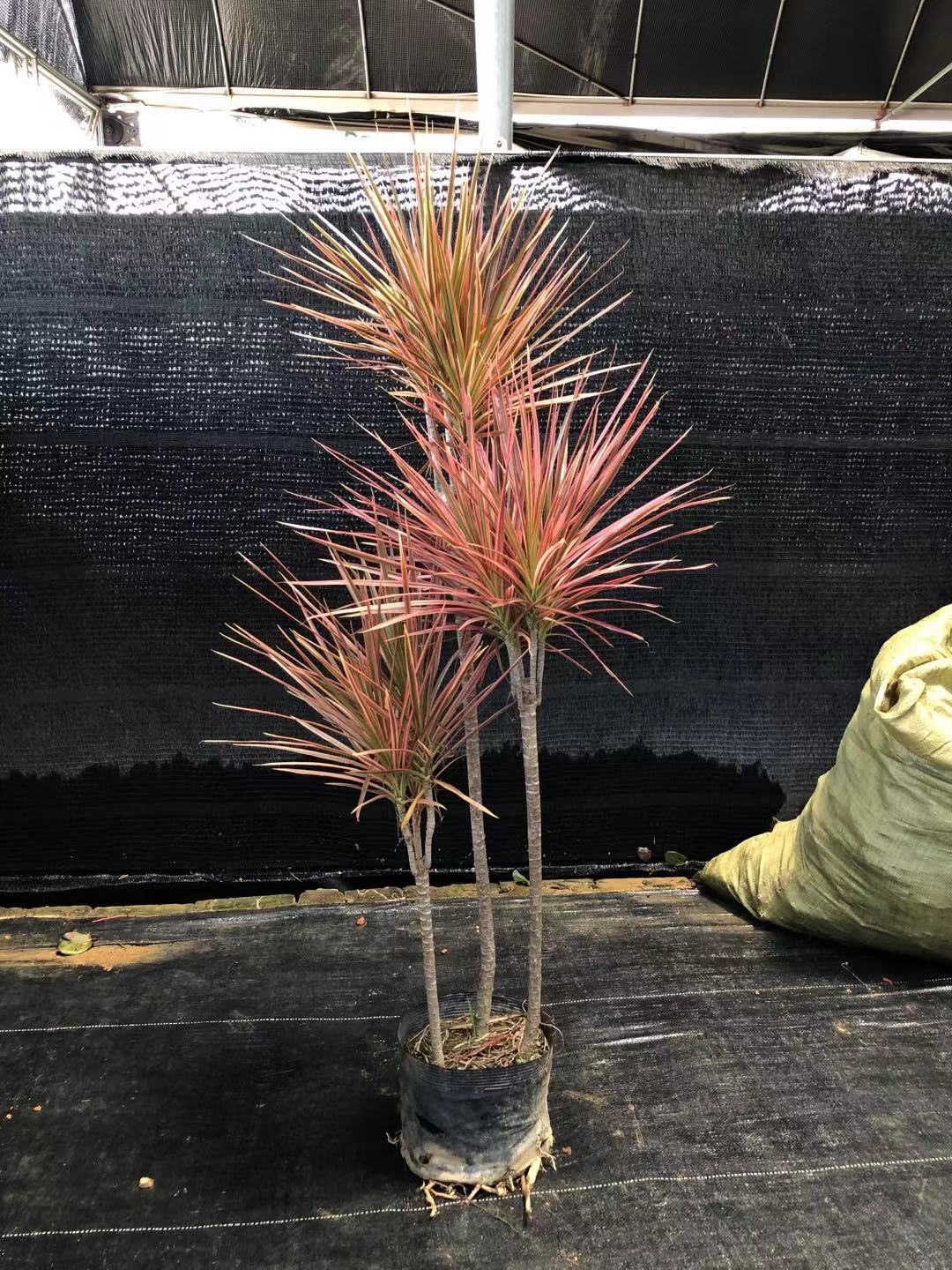 【基地直批】七彩铁 马尾铁 高大盆栽植物 1米5高