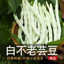 九粒白种子芸豆籽老来少龙泉307蔬菜孑春夏秋冬四季阳台盆栽包邮