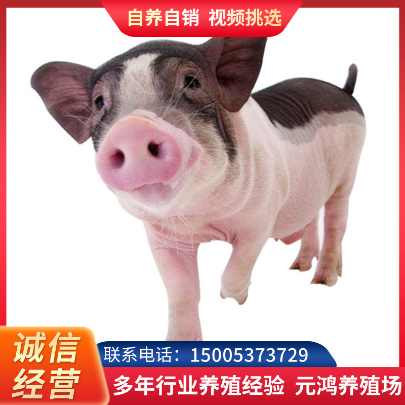 孕母猪2-6个月价格 满月巴马香猪大量现货 二十多斤巴马香猪批发