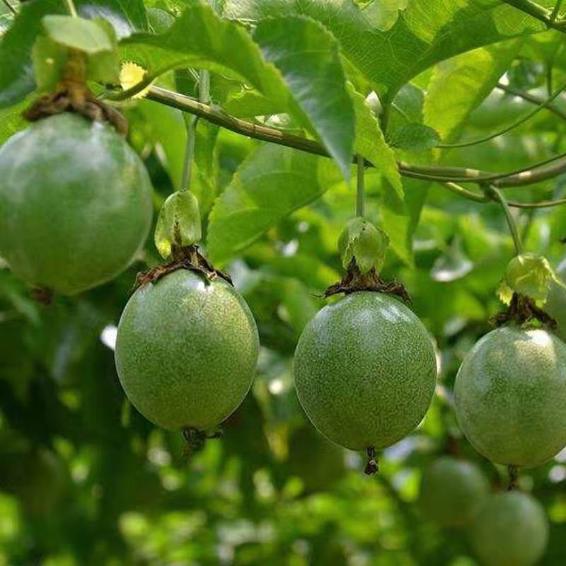 百香果树苗鸡蛋果苗占地果树庭院盆栽地栽