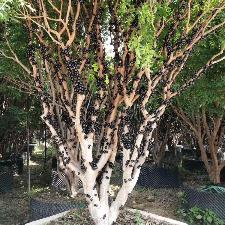 正宗嘉宝果树苗树葡萄苗木奶果苗黑加仑苗台湾四季早生南北方种植