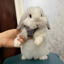 迷你长不大兔子活物家兔茶杯侏儒小白兔垂耳道奇小型宠物白兔活物