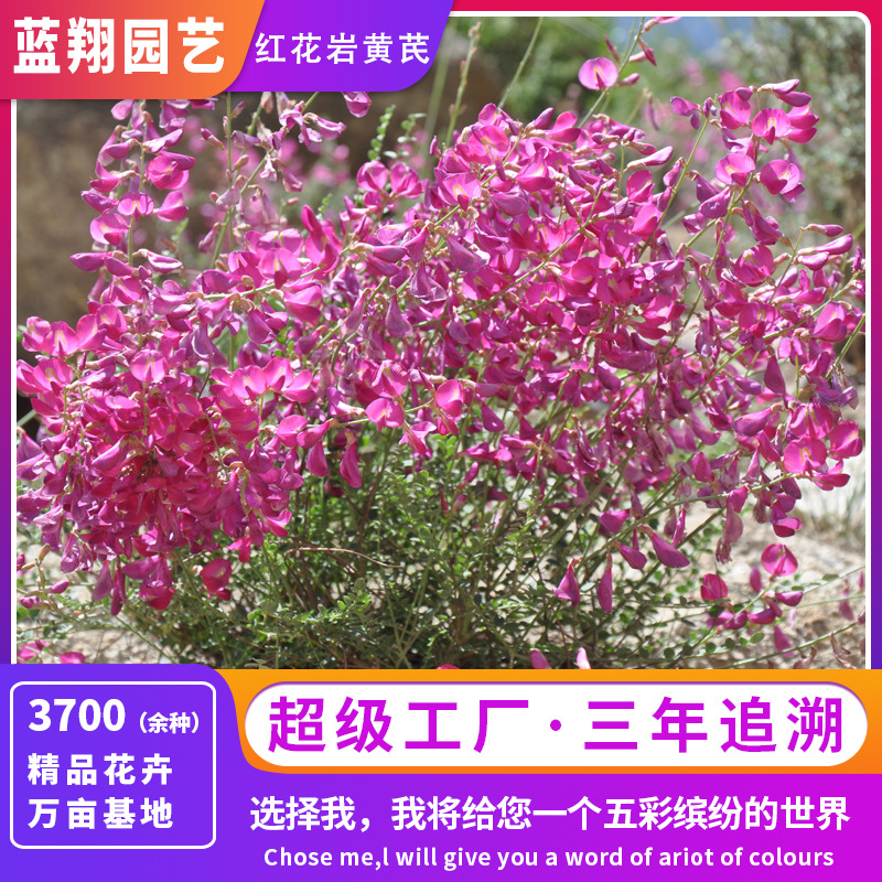 花卉种子红花岩黄芪牧草种子园林耐寒耐旱耐盐碱植物种子批发草籽