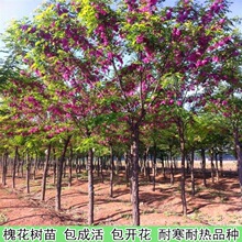 香花槐树苗富贵树槐花苗红花槐树苗庭院绿化花卉花园植物洋槐树苗