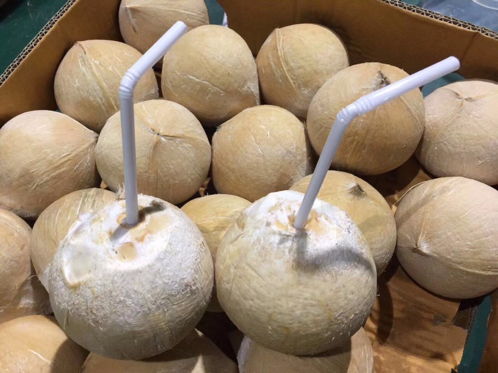 "华泰一号"椰皇新鲜椰宝椰子椰王鲜椰子当季老椰子批发一件代发