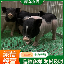 销售观赏萌宠巴马香猪 小香猪猪苗活物 散养宠物猪价格