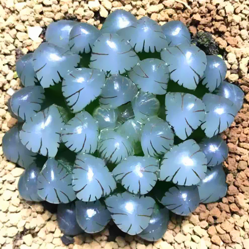 【白色玉露】-白色玉露厂家,品牌,图片,热帖-阿里巴巴