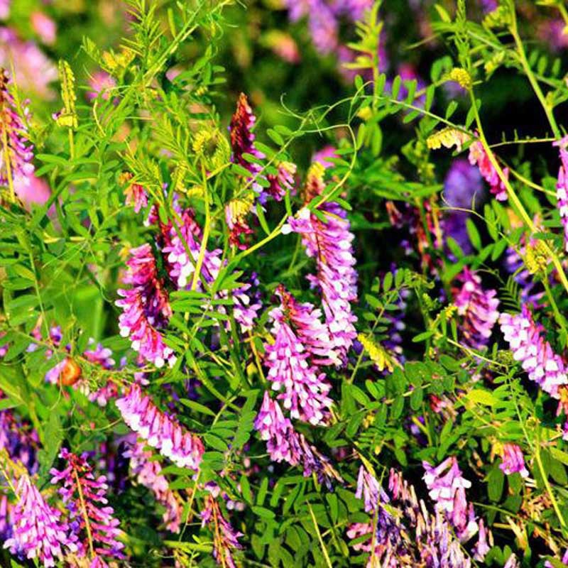光叶紫花苕子种子毛苕子 箭舌豌豆绿肥种子饲料作物营养丰富-阿里巴巴