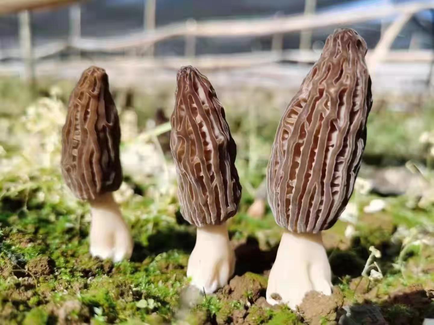 云南特产当季新鲜羊肚菌食用菌蘑菇煲汤非干货一公斤顺丰包邮