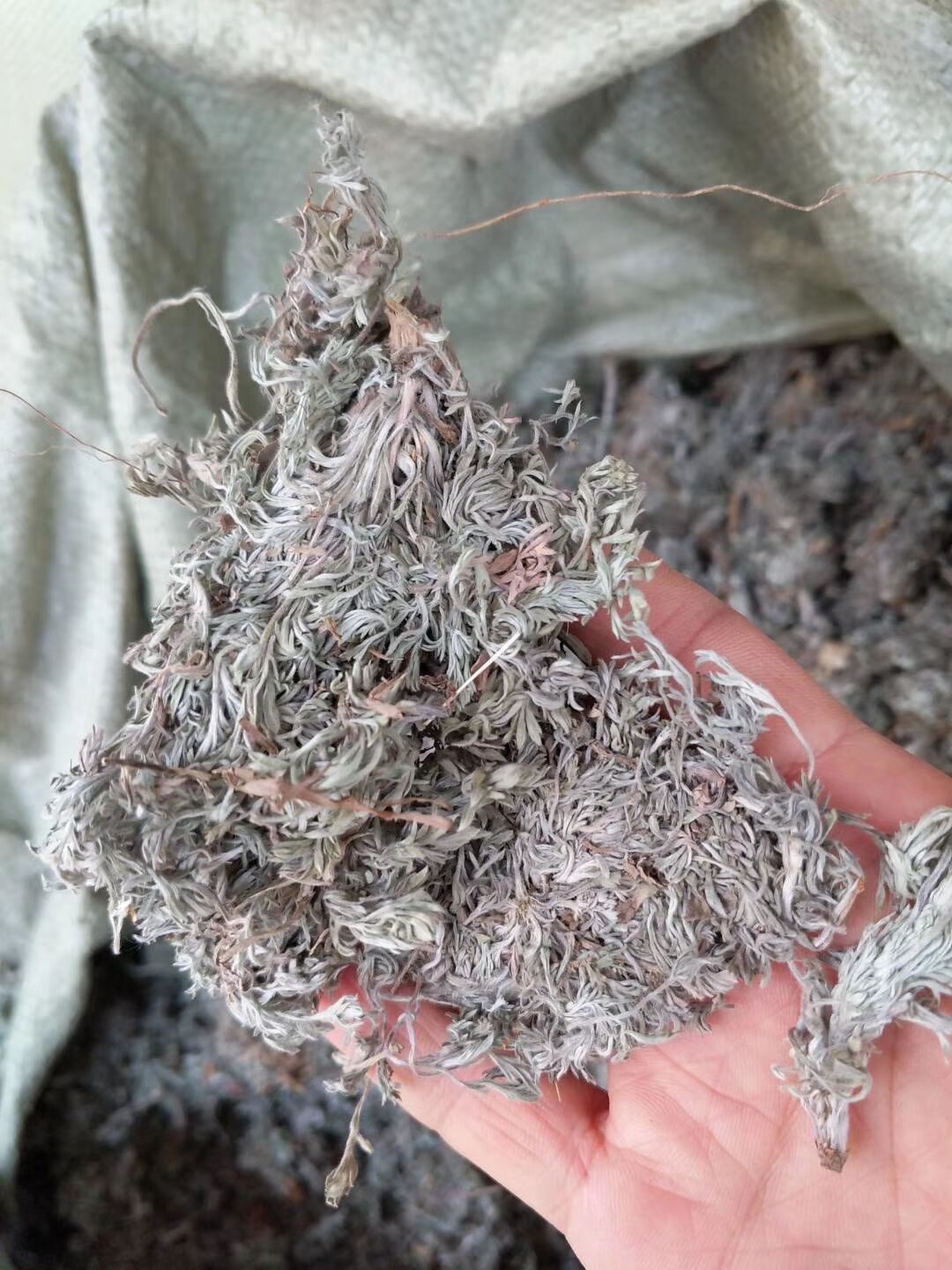 绵茵陈中药材白蒿 茵陈干货因陈棉茵陈中药茵陈草猴子毛