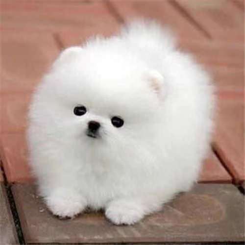 4成交0件纯种泰迪幼犬活体茶杯犬贵宾犬狗狗活物宠物小型幼崽真狗比熊