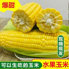 甜玉米闪电发货水果玉米10斤新鲜现摘棒生吃牛奶爆浆玉米2斤混批