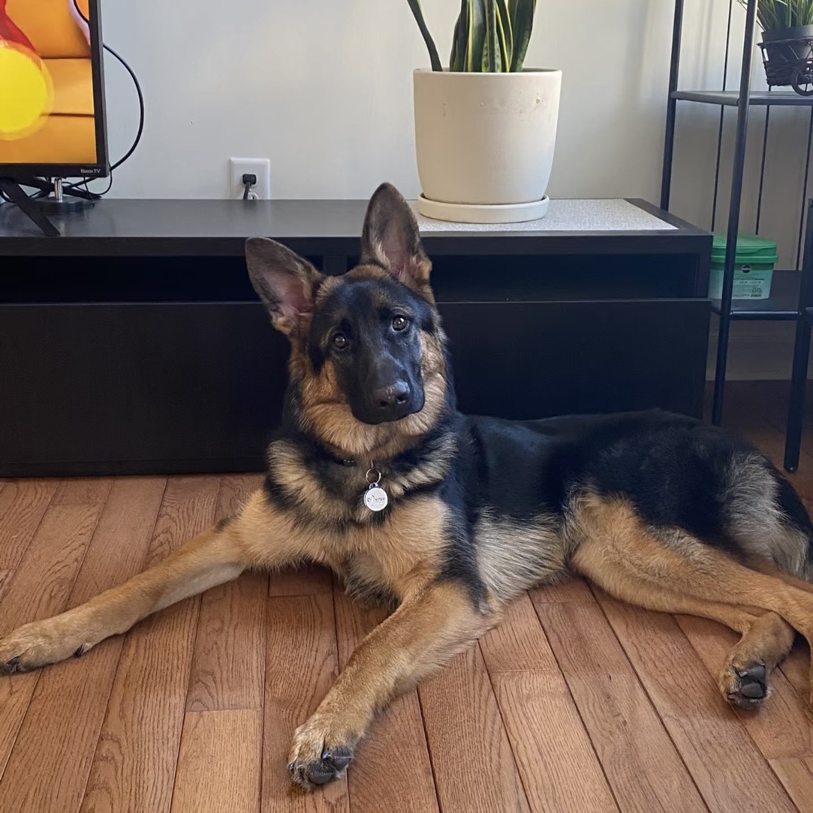 德牧幼犬活体纯种德牧幼崽狗狗宠物犬双血统种德牧羊犬锤系黑背犬