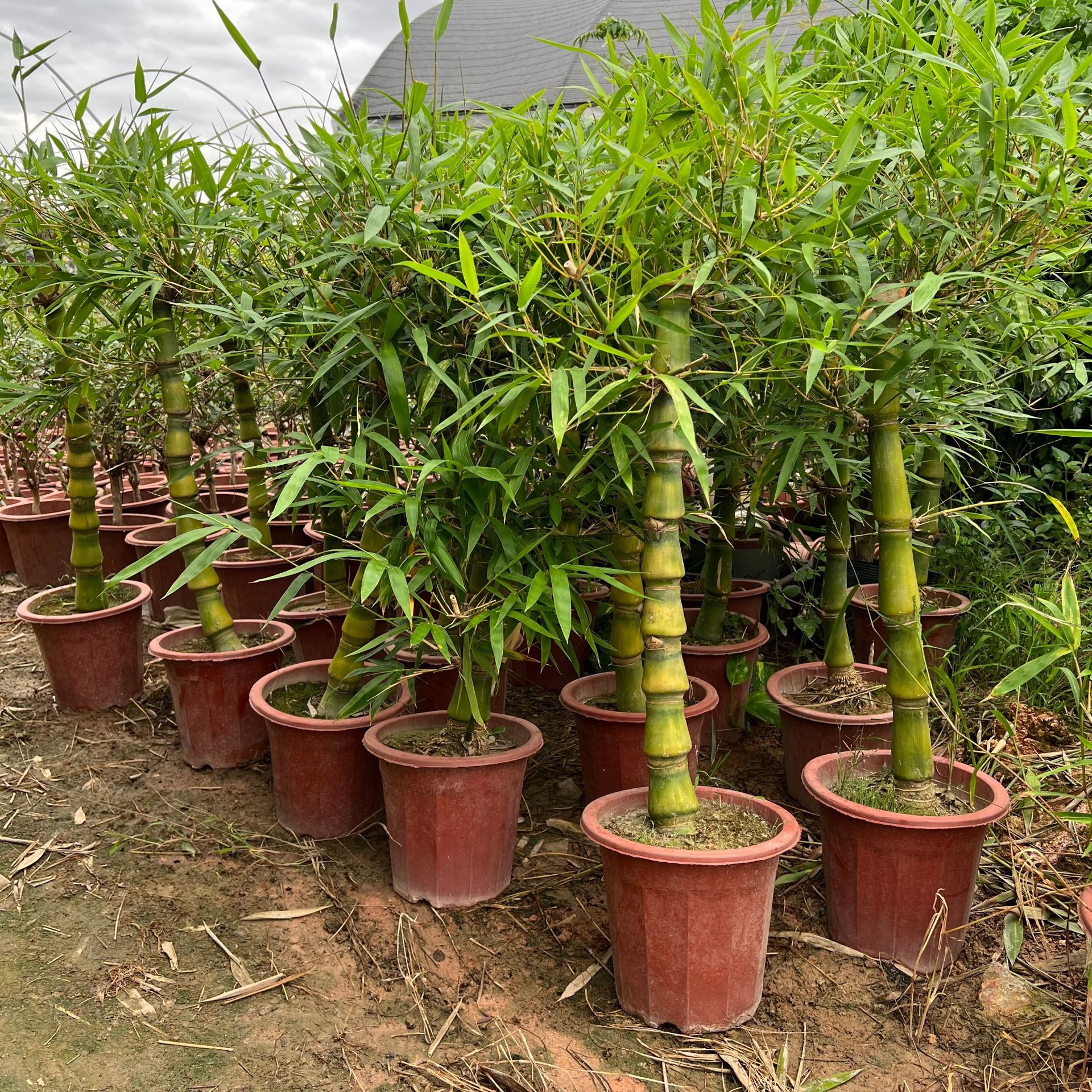 福建罗汉竹葫芦竹产地种植佛肚竹大量种植规格齐全8-12公分价格